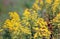 Yellow blossoming Goldenrod plants in the wild nature from close