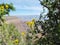 Yellow Blossoms Against a Blurred Grand Canyon Vista