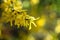 Yellow blossoms on blurred bush with backlight during spring time