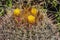 Yellow Blossoms Compass Barrel Cactus Blooming Macro