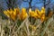 Yellow blossoms of crocuses Colchicum autumnale on a meadow