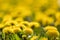 Yellow blossoms of dandelion (taraxacum) with others in blurry background