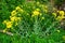 Yellow blossoms of dyerÂ´s woad, a plant for dyeing blue/blooming woad/blue staining plant