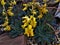 Yellow blossoms of an Echeveria pulidonis plant