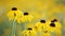 Yellow blossoms of a flower, rudbeckia hirta, swaying gently in the morning sun