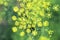 Yellow blossoms of seasoning of fennel growing on a bed of green