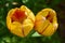 Yellow blossoms of a tulip Tulipa, Liliaceae with red patterns in the garden