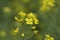 Yellow Blossoms on Turnip Greens - Brassica rapa