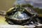 Yellow-blotched map turtle (Graptemys flavimaculata)