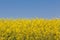 Yellow and blue background. Landscape of a rapeseed field