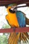 Yellow and blue bird macaw