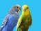 Yellow and blue Budgerigar  isolated on white background.Melopsittacus undulatus.Budgerigar close up on the bird cage.