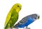 Yellow and blue Budgerigar  isolated on white background.Melopsittacus undulatus.Budgerigar close up on the bird cage.