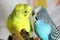 Yellow and blue budgerigars, a couple of birds, a family