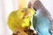 Yellow and blue budgerigars, a couple of birds, a family