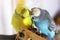 Yellow and blue budgerigars, a couple of birds, a family