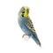 Yellow and blue budgie