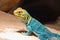 Yellow-blue Collared Lizard