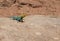 Yellow and blue common collared lizard Crotaphytus insularis basking on a rock in the desert sun light.