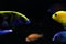 Yellow and blue fishes with shadow swimming side ways on dark background of ocean. Free copy space around fish