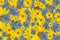 yellow and blue flowers flowery texture background full frame