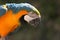 Yellow & Blue Macaw parrot with green background, Roatan, Honduras, Central America