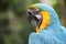 Yellow & Blue Macaw parrot with green background, Roatan, Honduras, Central America