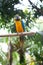 Yellow and blue macaw perched on a wooden post