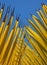 Yellow and blue palm leaf abstract
