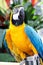 Yellow and Blue Parrot