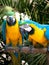 Yellow and blue parrot couple