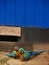 Yellow and blue parrot couple in front of a blue wooden facade in the amazon jungle of colombia