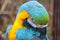 yellow-blue parrot in zoo.