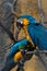 Yellow and blue parrots
