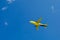 Yellow-blue passenger plane flies in the blue sky, air transportation concept, population evacuation