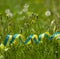 Yellow-blue patriotic ribbon in green grass with dandelions, patriotic Ukrainian image, colors of the flag of Ukraine as a symbol