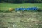 Yellow and blue plastic chairs piled up on the green meadow as garbage