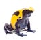 Yellow blue poison dart frog