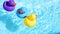 Yellow, blue and purple rubber ducks swim relaxed in the pool