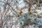 Yellow and blue tit on snowy frost branch of a pine tree in winter, parus caeruleus, and singing in the sun