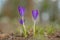 Yellow blue white crocus in spring easter season garden