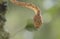 Yellow Blunt-headed Vine Snake