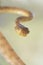 Yellow Blunt-headed Vine Snake