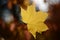 Yellow blurred maple leaf on blurred autumn background