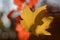 Yellow blurred maple leaf on blurred autumn background