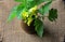 YELLOW BOCK CHOY FLOWERS IN A SMALL WOODEN POT ON A PIECE OF HESSIAN