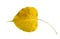 Yellow Bodhi leaf