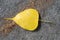 Yellow Bodhi leaf