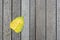 Yellow bodhi leaf on wood floor