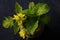 YELLOW BOK CHOY FLOWERS IN AN OLD CERAMIC MUSTARD POT